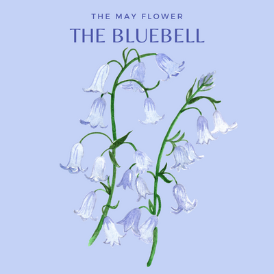 CHARLOTTE AND BURLINGTON'S FLORAL GARDEN : THE BLUEBELL