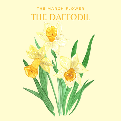 CHARLOTTE AND BURLINGTON'S FLORAL GARDEN : THE DAFFODIL
